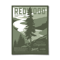 Redwood National Park - 12x16 Poster