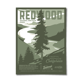 Redwood National Park - 12x16 Poster